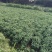 鱼腥草一手货源自产自销价格优惠