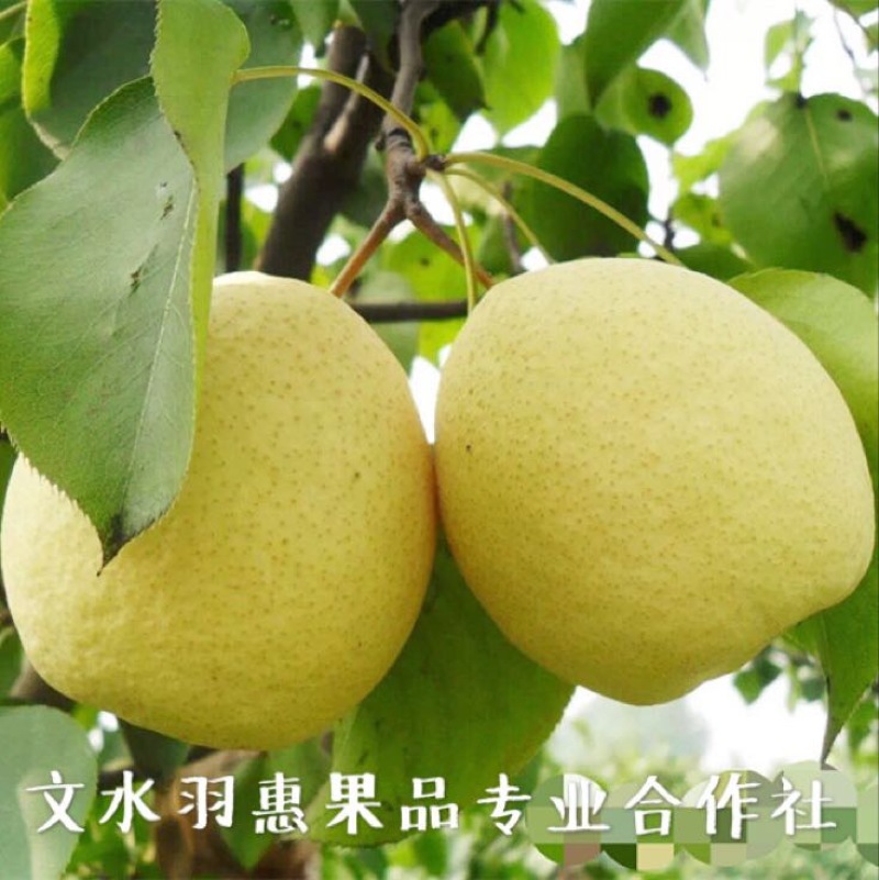 贡梨纸箱300~350g