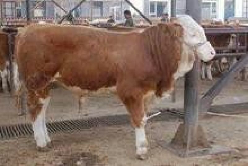 肉牛