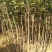 桂花苗120cm以上