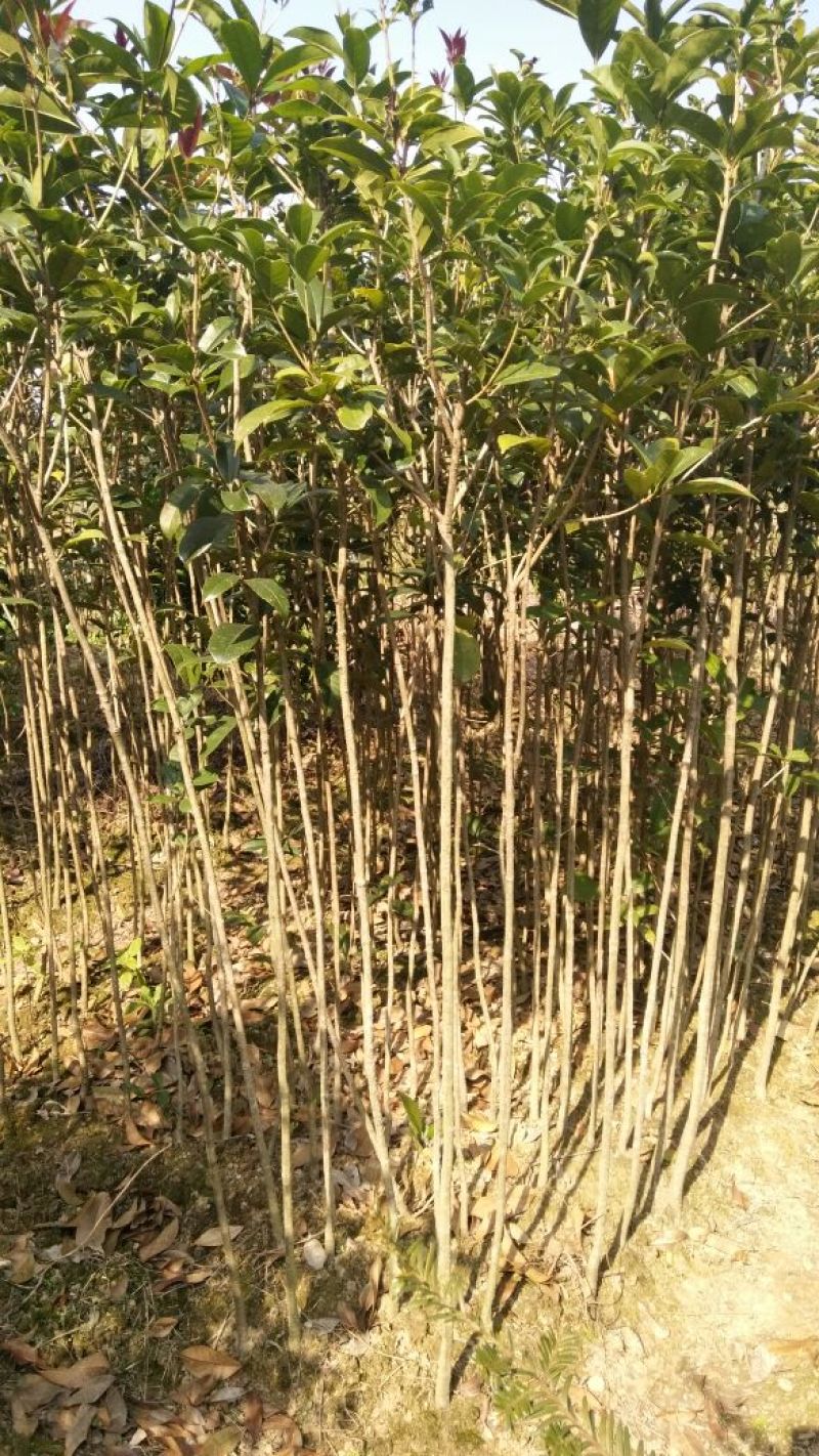 桂花苗120cm以上