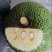 菠萝蜜