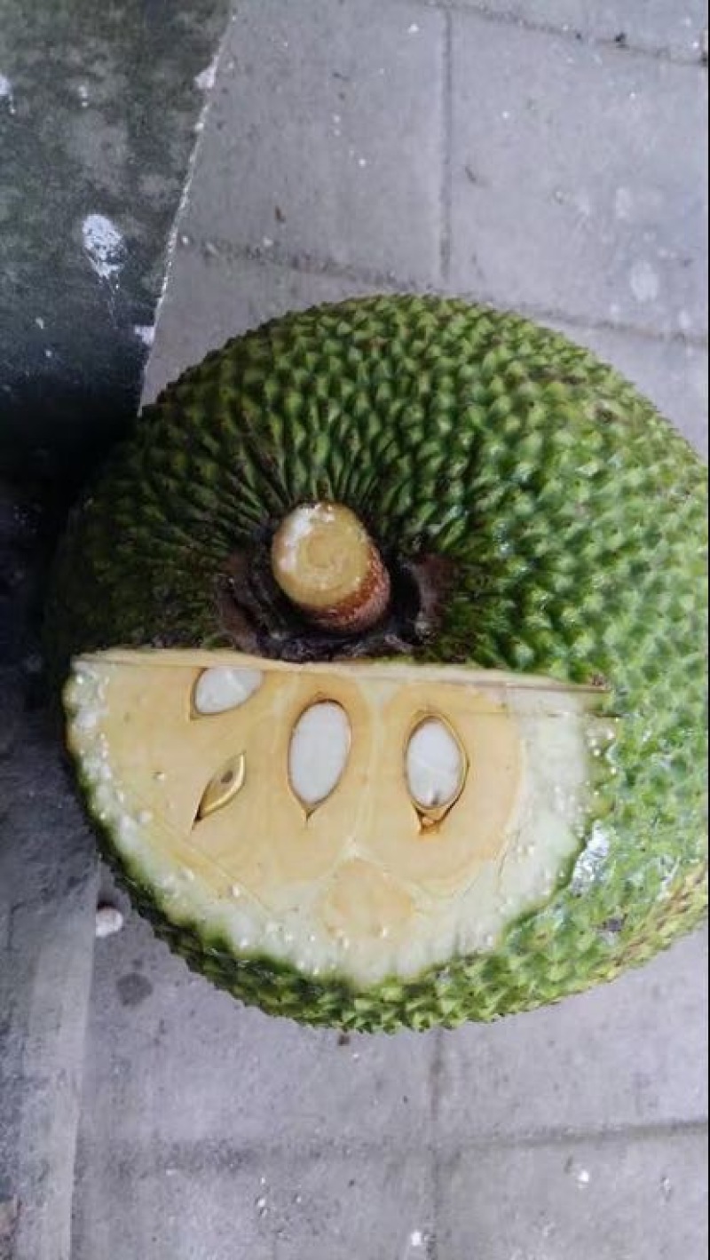 菠萝蜜