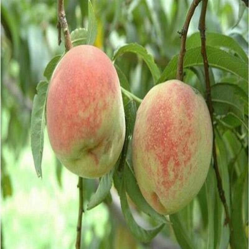 桃树苗80cm以上