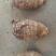 芋头大球85205厘米以上