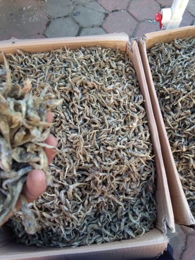 毛花鱼干