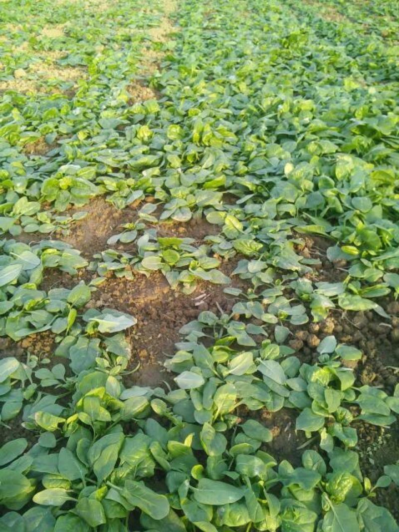 菠菜10~15厘米