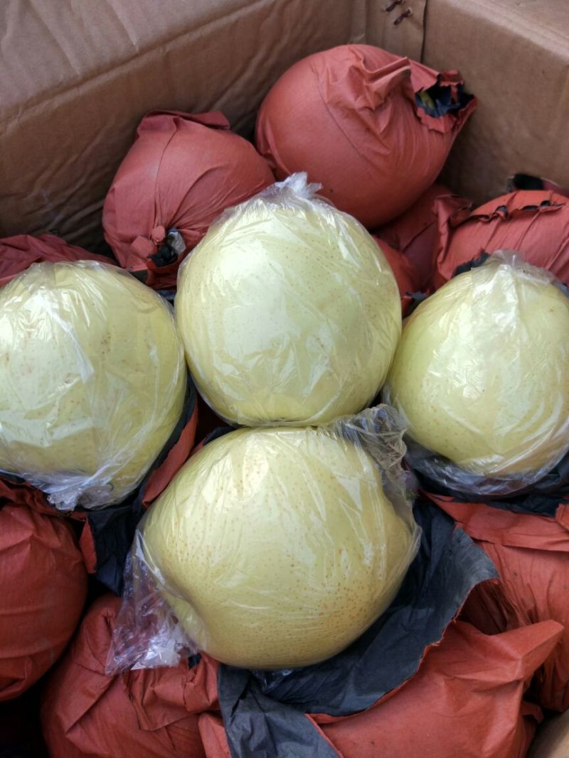 红富士苹果75mm以上纸袋