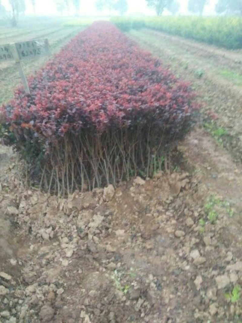 红叶李，农户直销