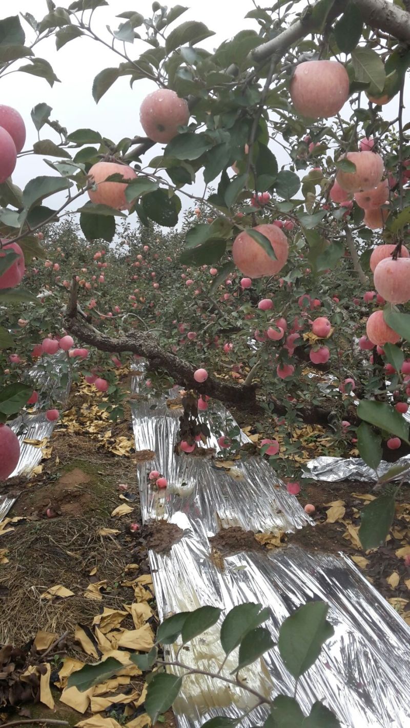红富士苹果