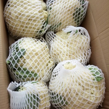 菜花