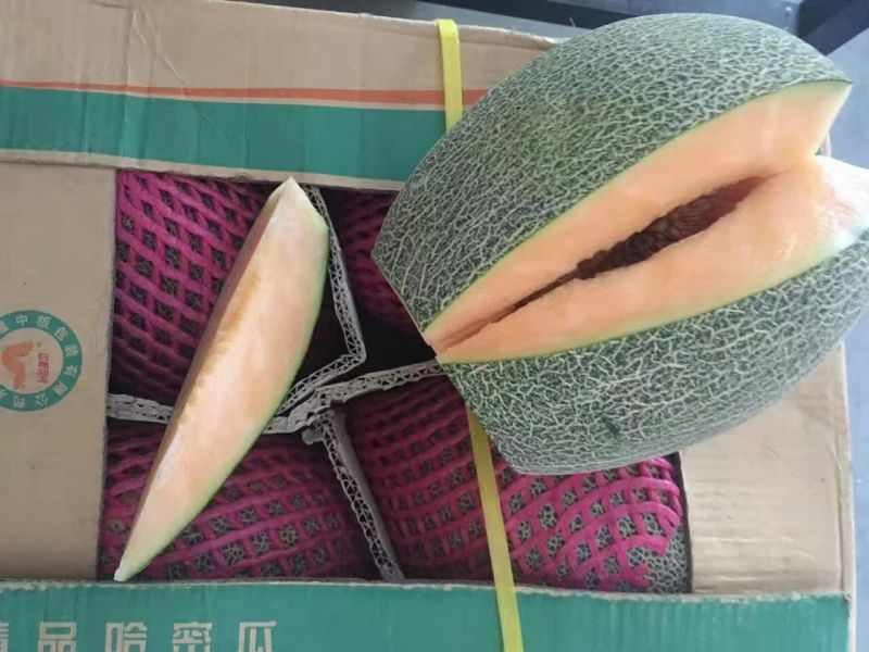 哈密瓜5斤以上椭圆形