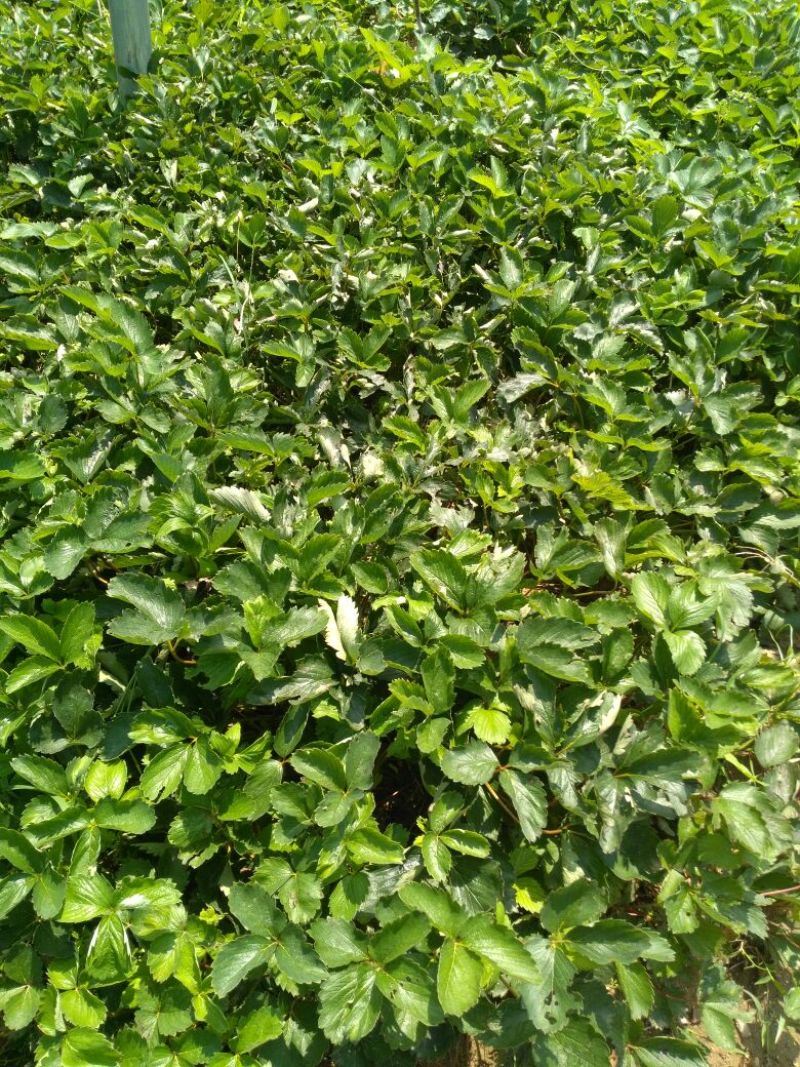 红颜草莓苗10~20cm