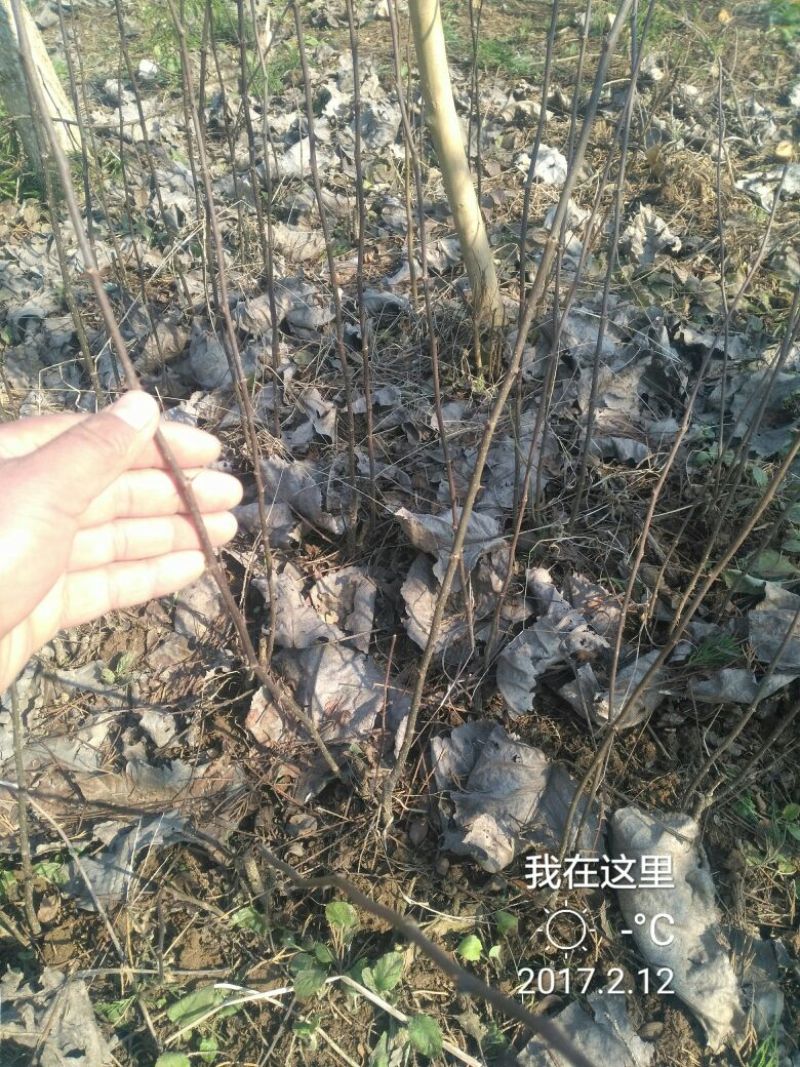 花椒苗1~2年