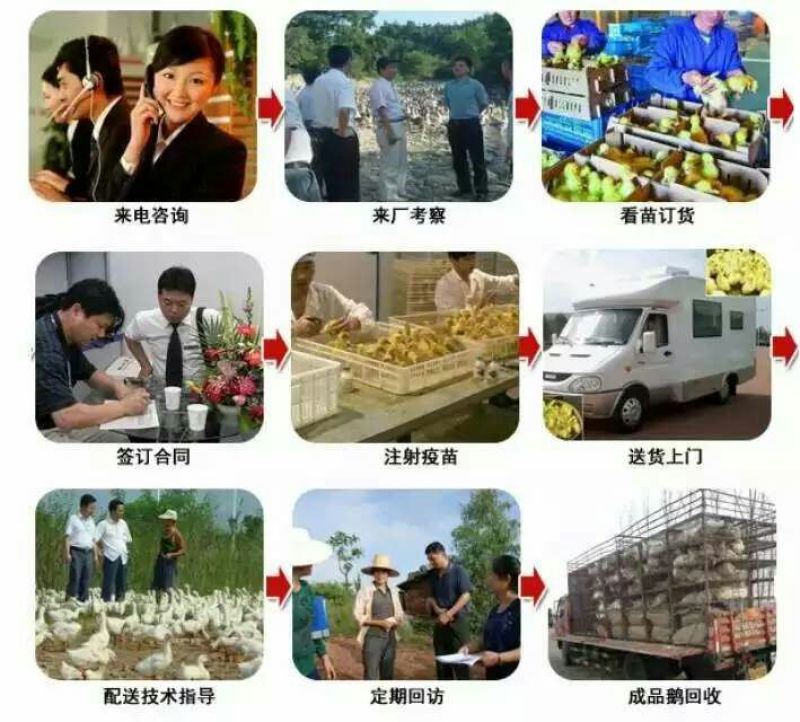 扬州大白鹅苗250g以上
