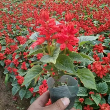 一串红
