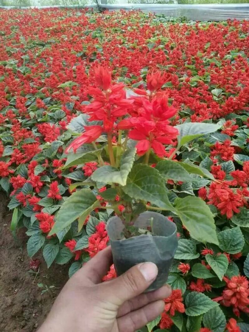 一串红