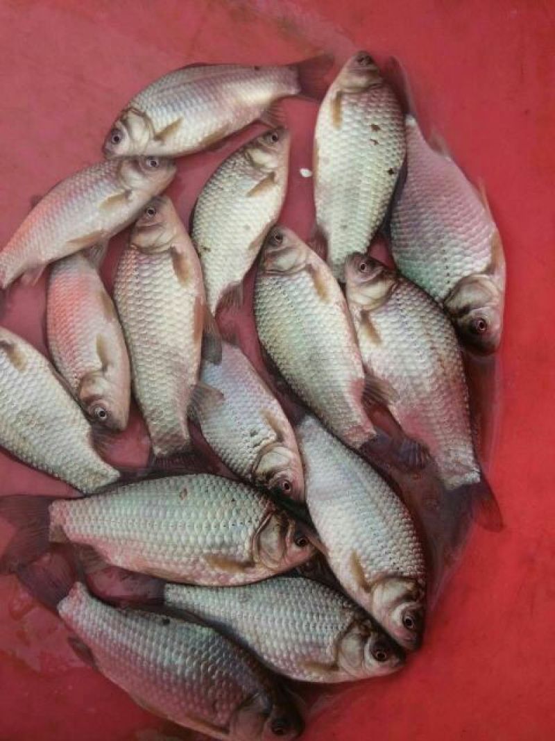 异育银鲫鱼苗