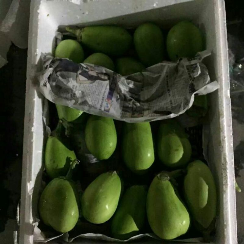 白萝卜2~2.5斤起