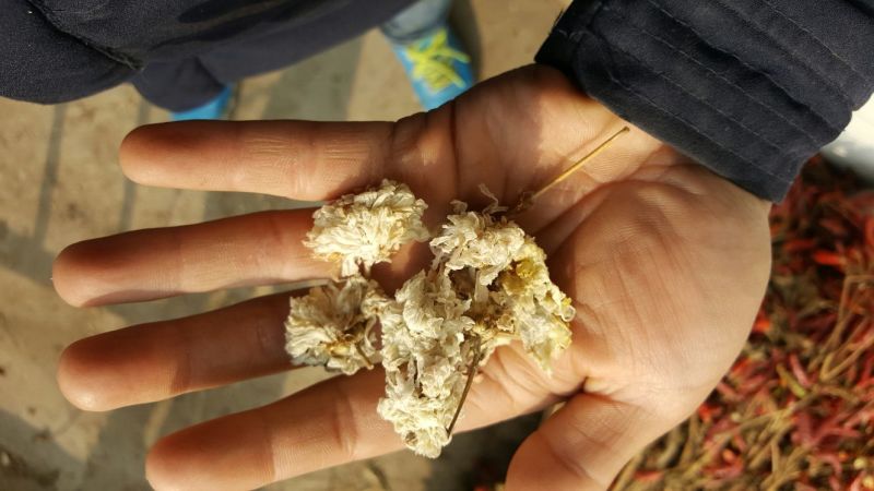 杭州白菊散装