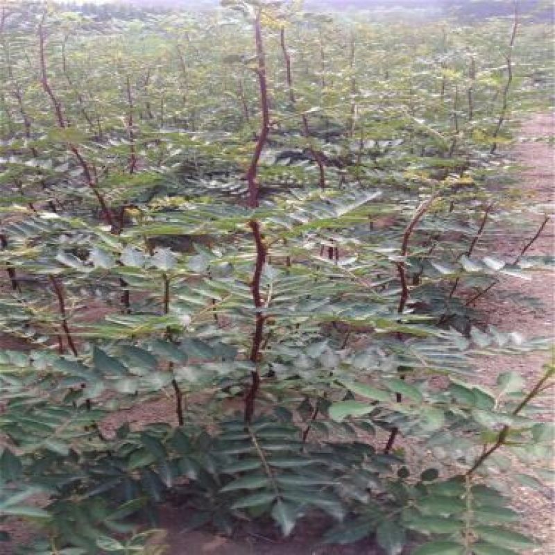 花椒苗1~2年