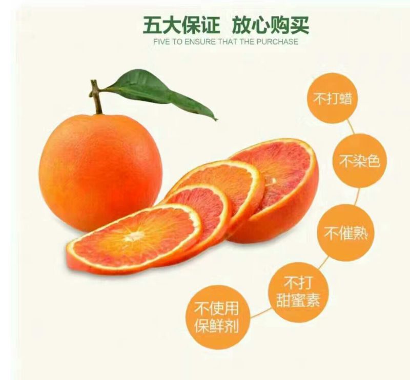塔罗科血橙60~65mm