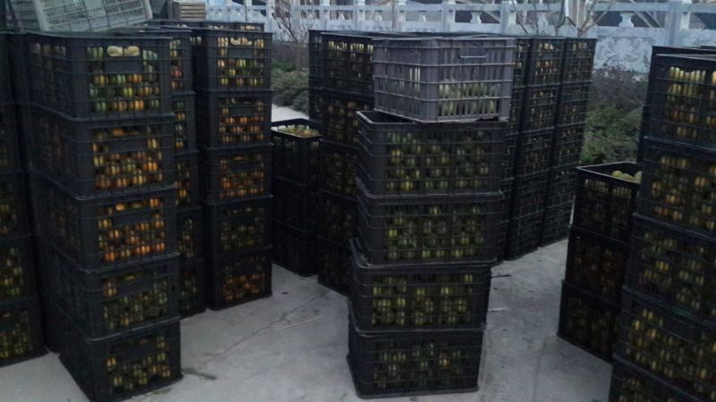 正宗罗汉果无杂质全国供应品质保障