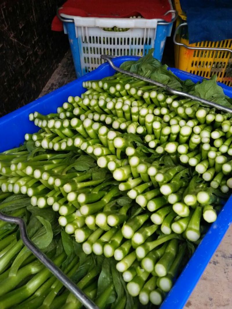 菜苔