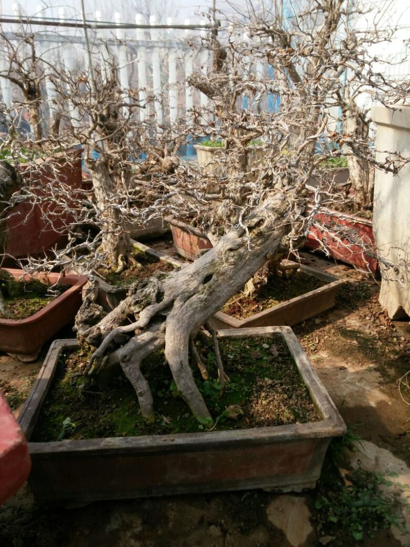 花卉盆景，小老桩有喜欢的联系