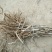 油牡丹苗20~30cm