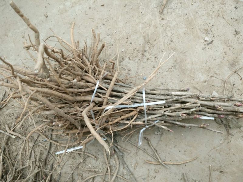 油牡丹苗20~30cm