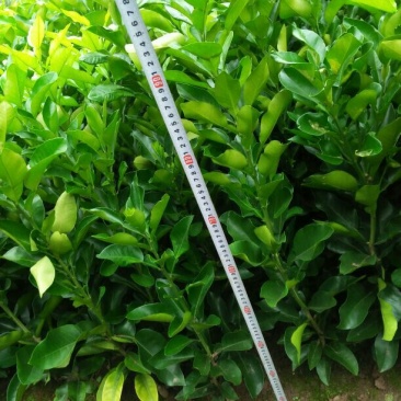 三红蜜柚苗(基地直供，品种纯正