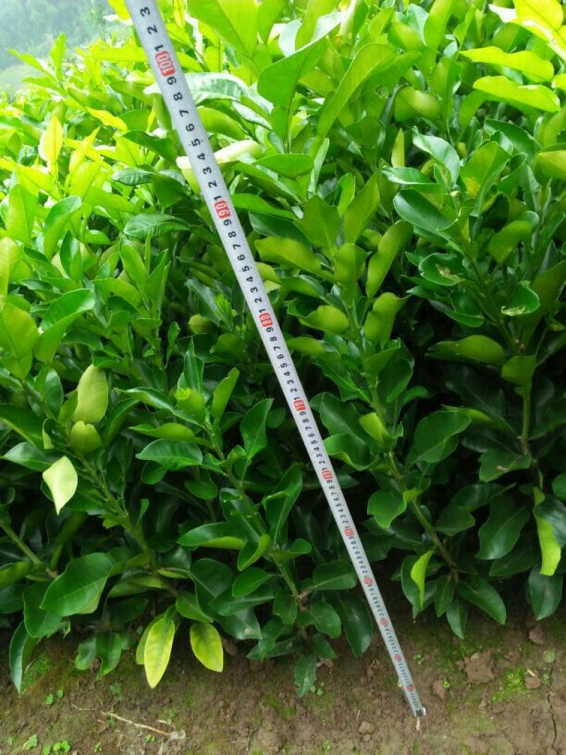 三红蜜柚苗(基地直供，品种纯正