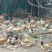 绿壳鸡蛋食用50g以下