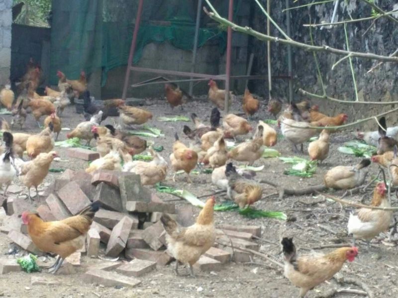 绿壳鸡蛋食用50g以下