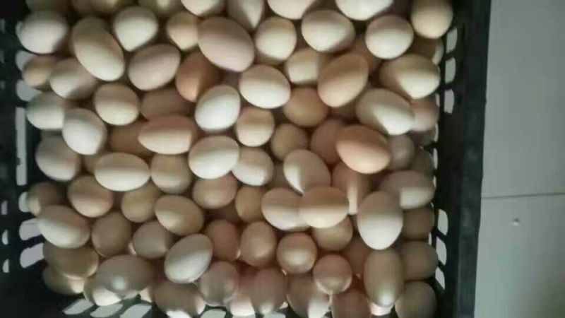 土鸡蛋食用50g以下