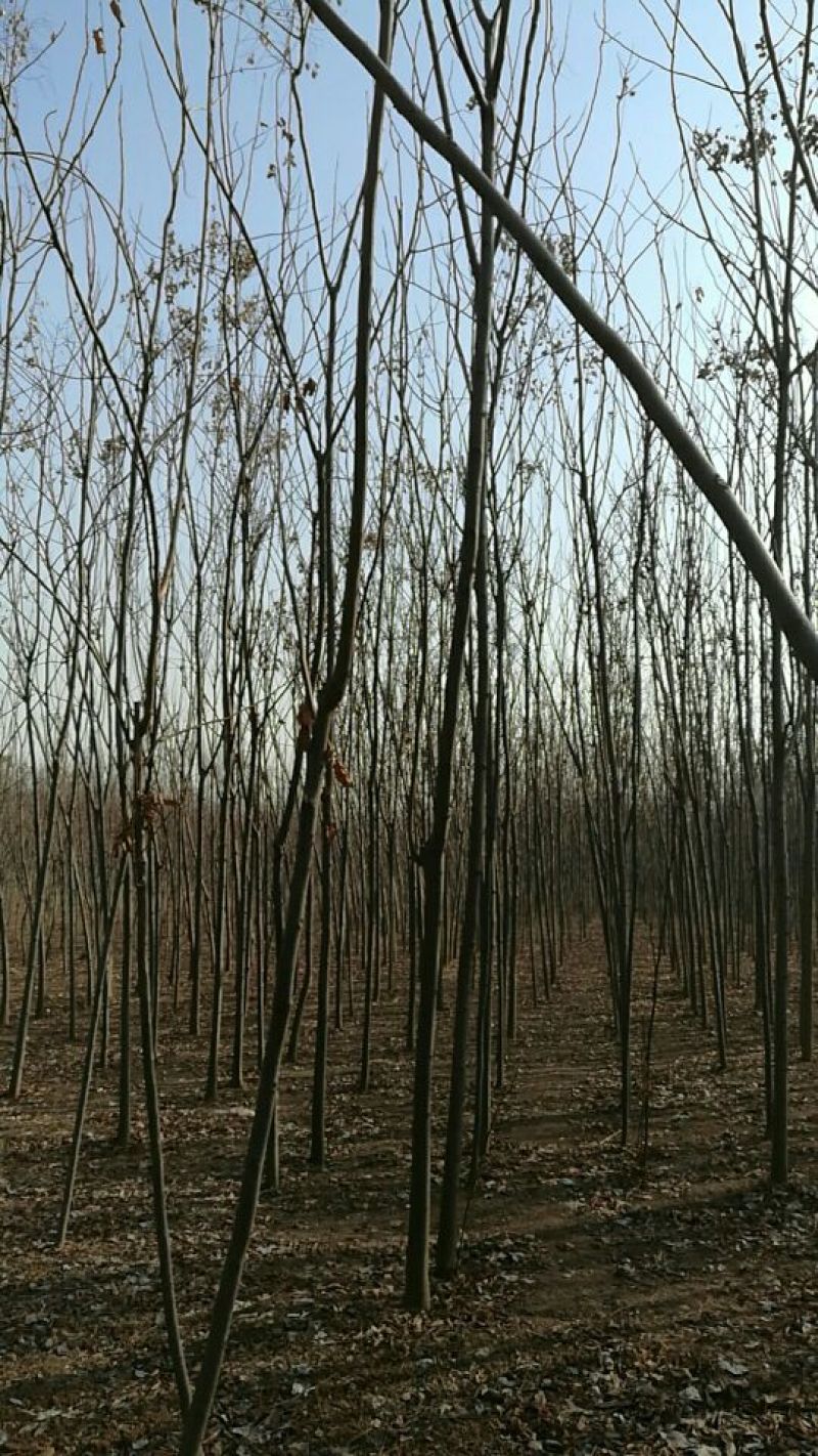 黄山栾树8~10cm8~10cm3.5~4米