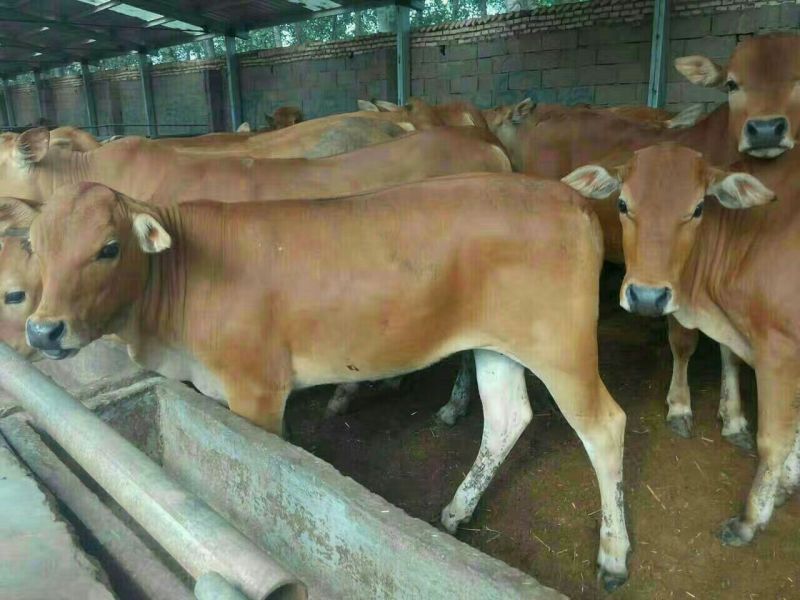 牛犊200~300kg