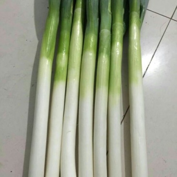 铁杆大葱30~40cm毛葱2cm左右