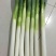 铁杆大葱30~40cm毛葱2cm左右