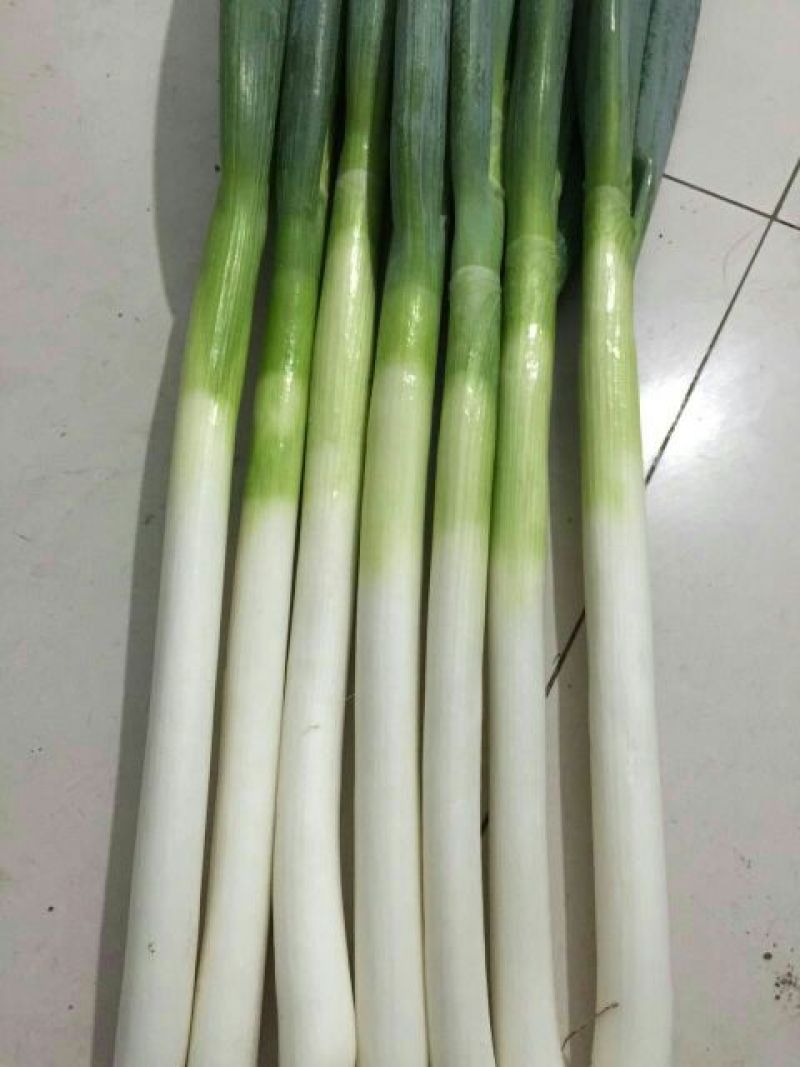铁杆大葱30~40cm毛葱2cm左右