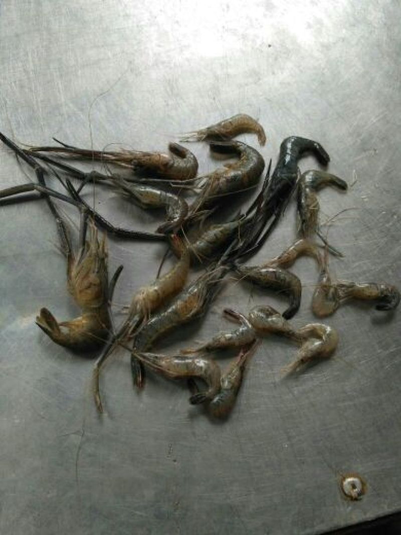 河虾冻虾26~30只/kg