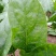 大叶菠菜20~25厘米