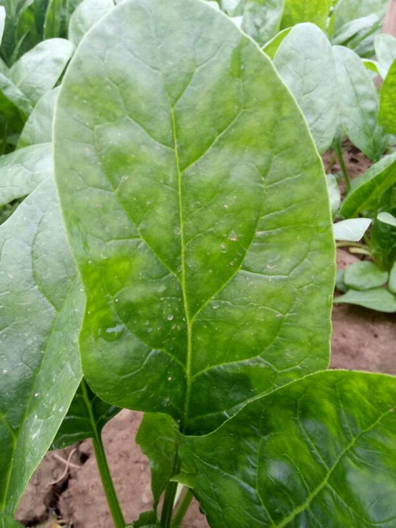 大叶菠菜20~25厘米