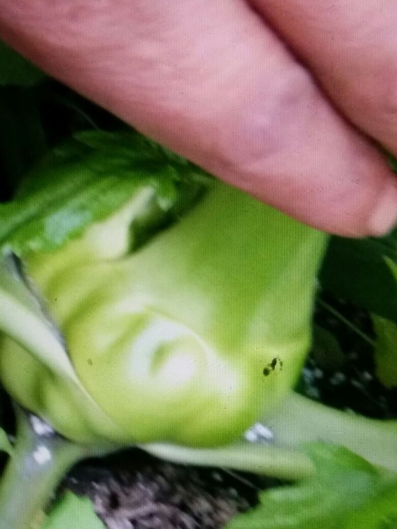 芥菜头4两以上
