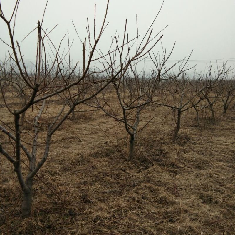 桃树6~8cm0.5~1米，可占地使用