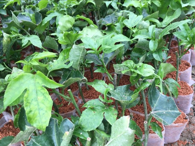 紫香1号百香果苗