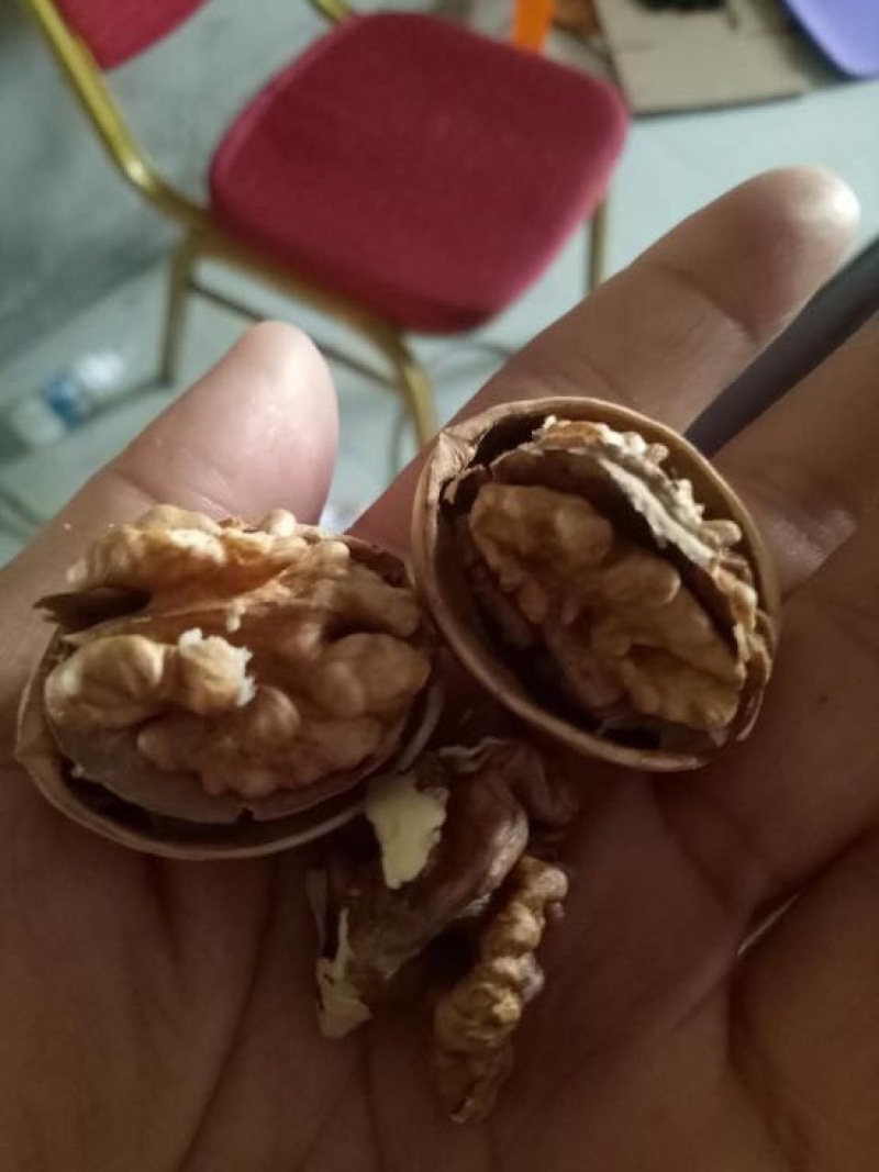 纸皮核桃