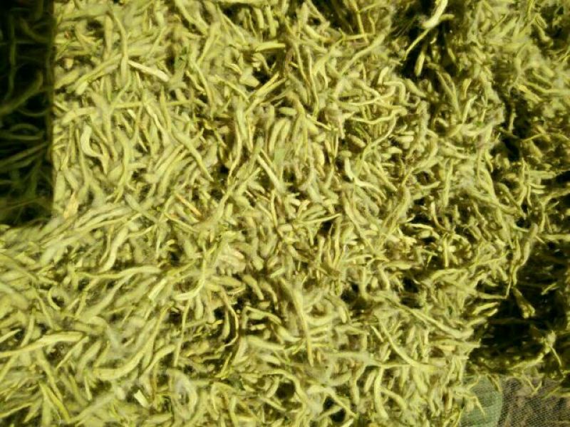 金银花优质金银花质量好