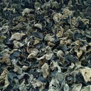 木耳一级